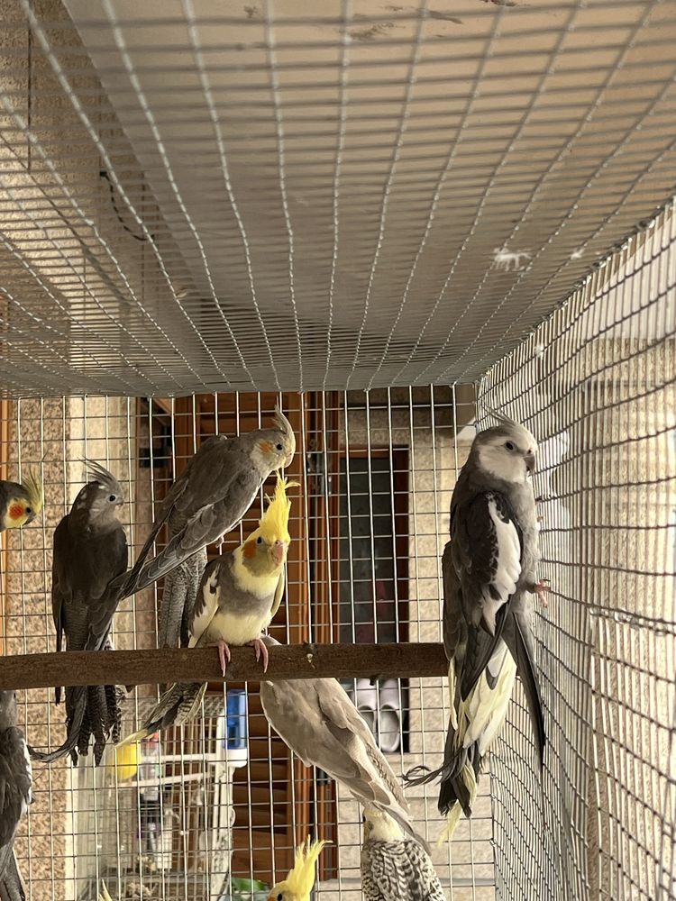 Varias aves disponiveis (caturras, agapornis e ring necks)