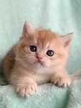 British shorthair golden chinchilla