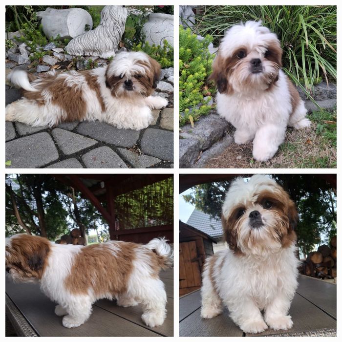 Biało-rudy piesek 5.5 miesiaca z wyprawką