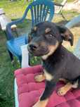 Negra do adopcji