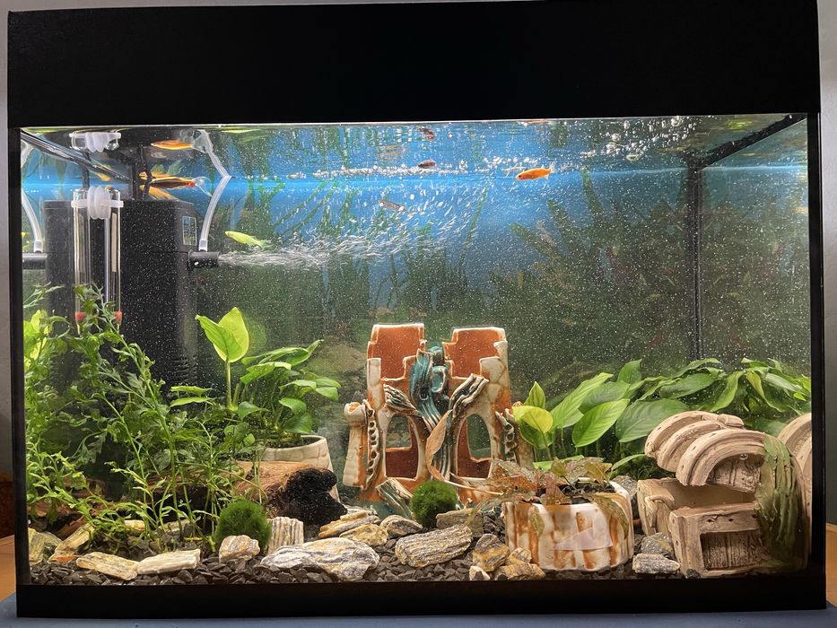 Акваріум 40 л • Повний комплект • Рибки + креветки