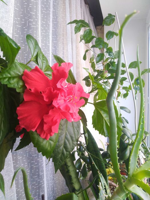 Гібіскус махровий червоний великий у вазоні