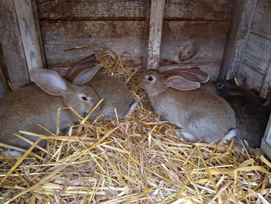 Sprzedam młode króliki
