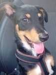 Cachorrinho 4 meses para adopção