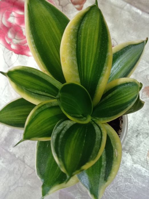 Сансевиерия Грин мулд Пагода Фрозен Лупс прайд Сиа стар Венди Стилиш ф