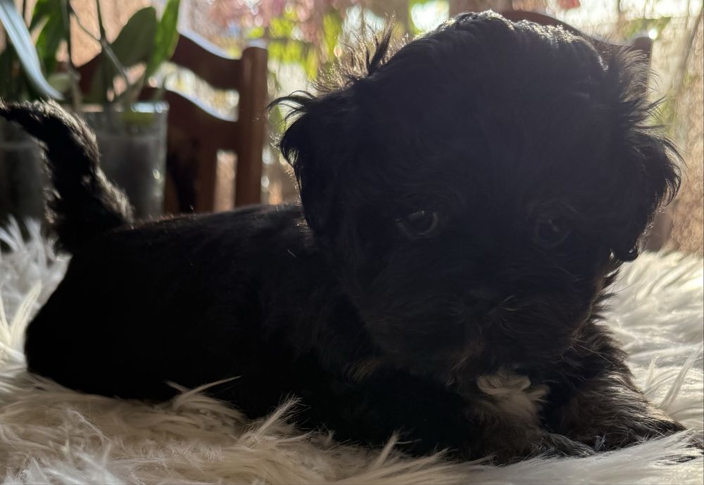 Piesek rasy shih tzu