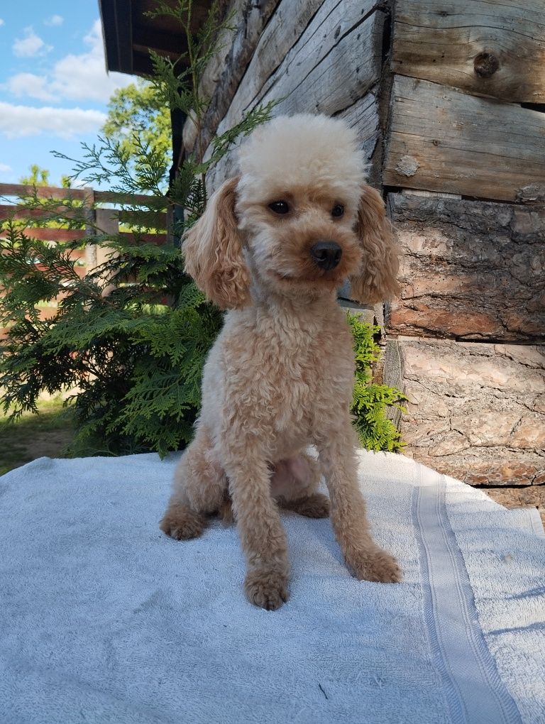 Cavapoo suczka cavapoo f1b ( nie maltipoo maltańczyk pudel cavalier)