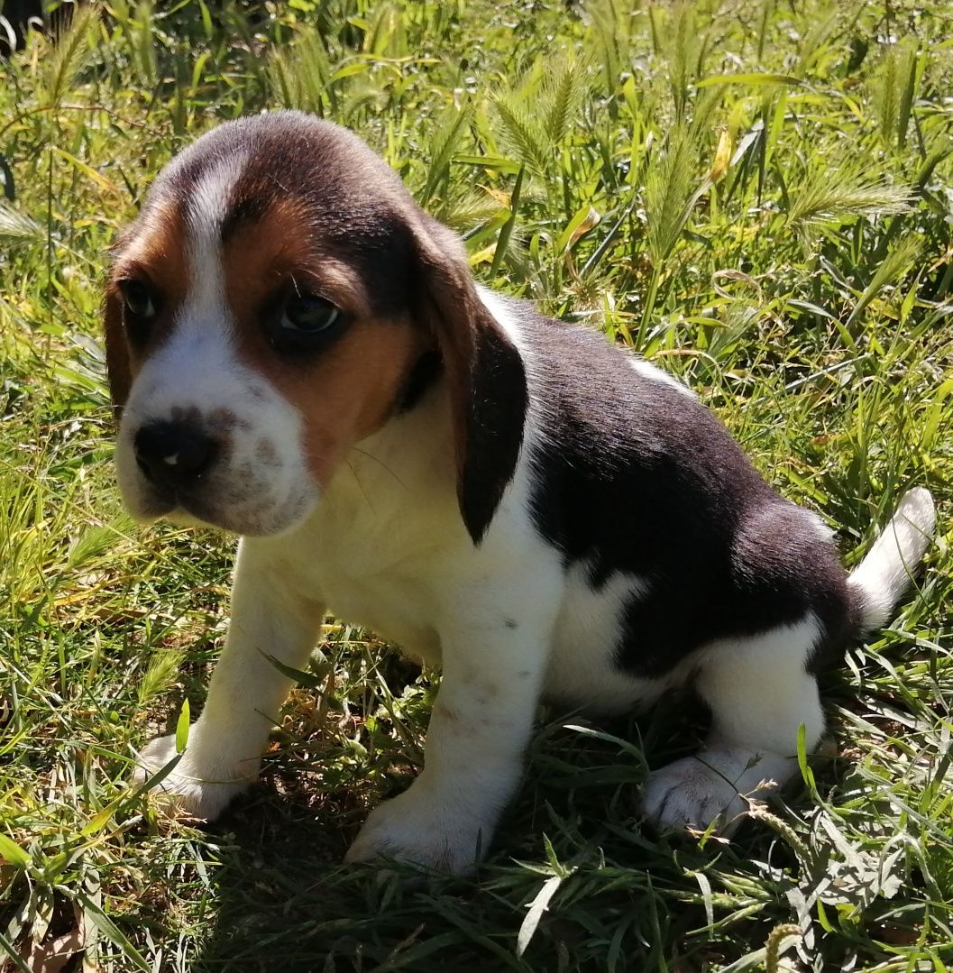 Magnífica Fêmea Beagle