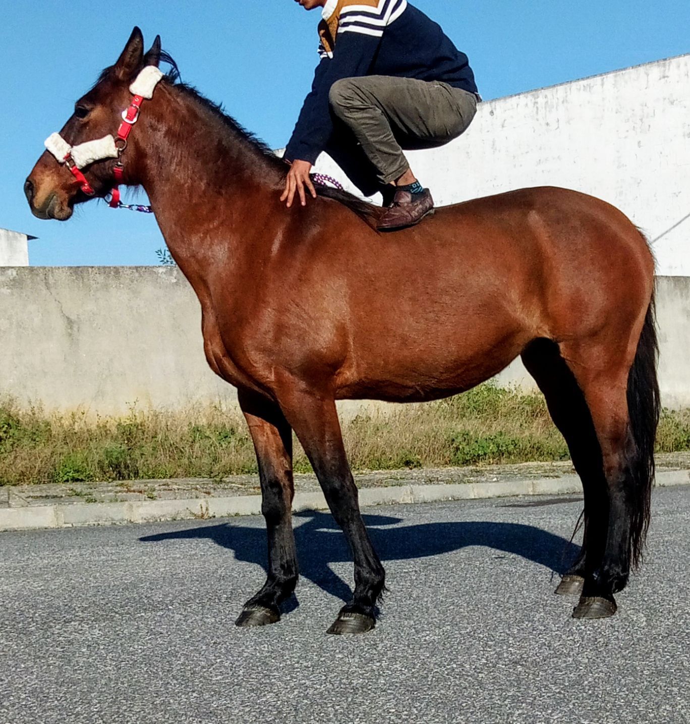 Para venda ou troca duas éguas e um poldro e uma poldra