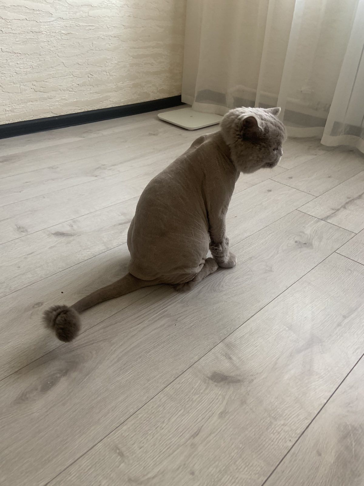 Сезонна стрижка котиків