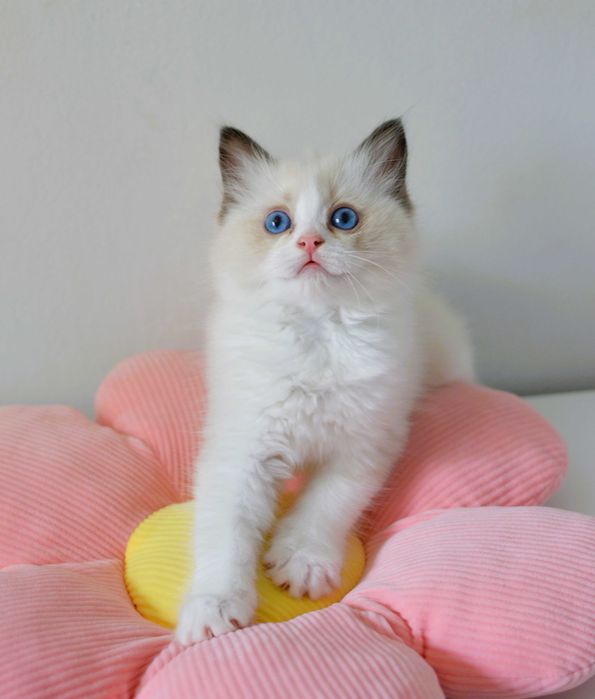 Kocurek Seal Bicolour Kot Ragdoll Fife/Fpl gotowy do odbioru