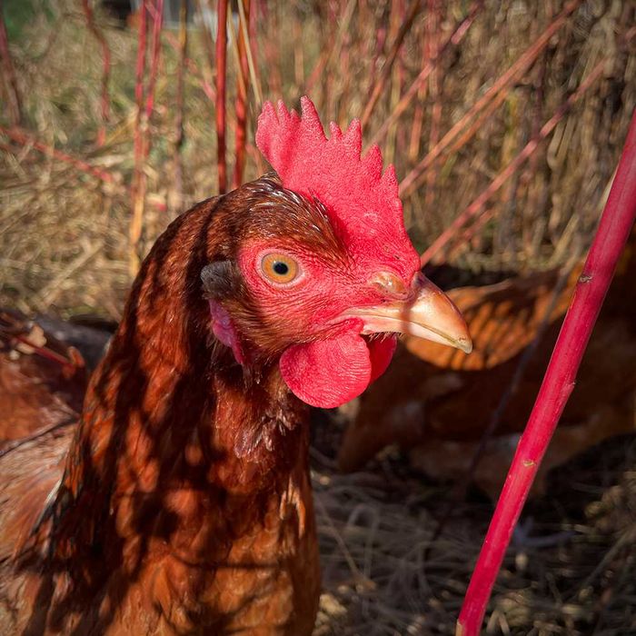 Świeże jajka od szczęśliwych kurek!