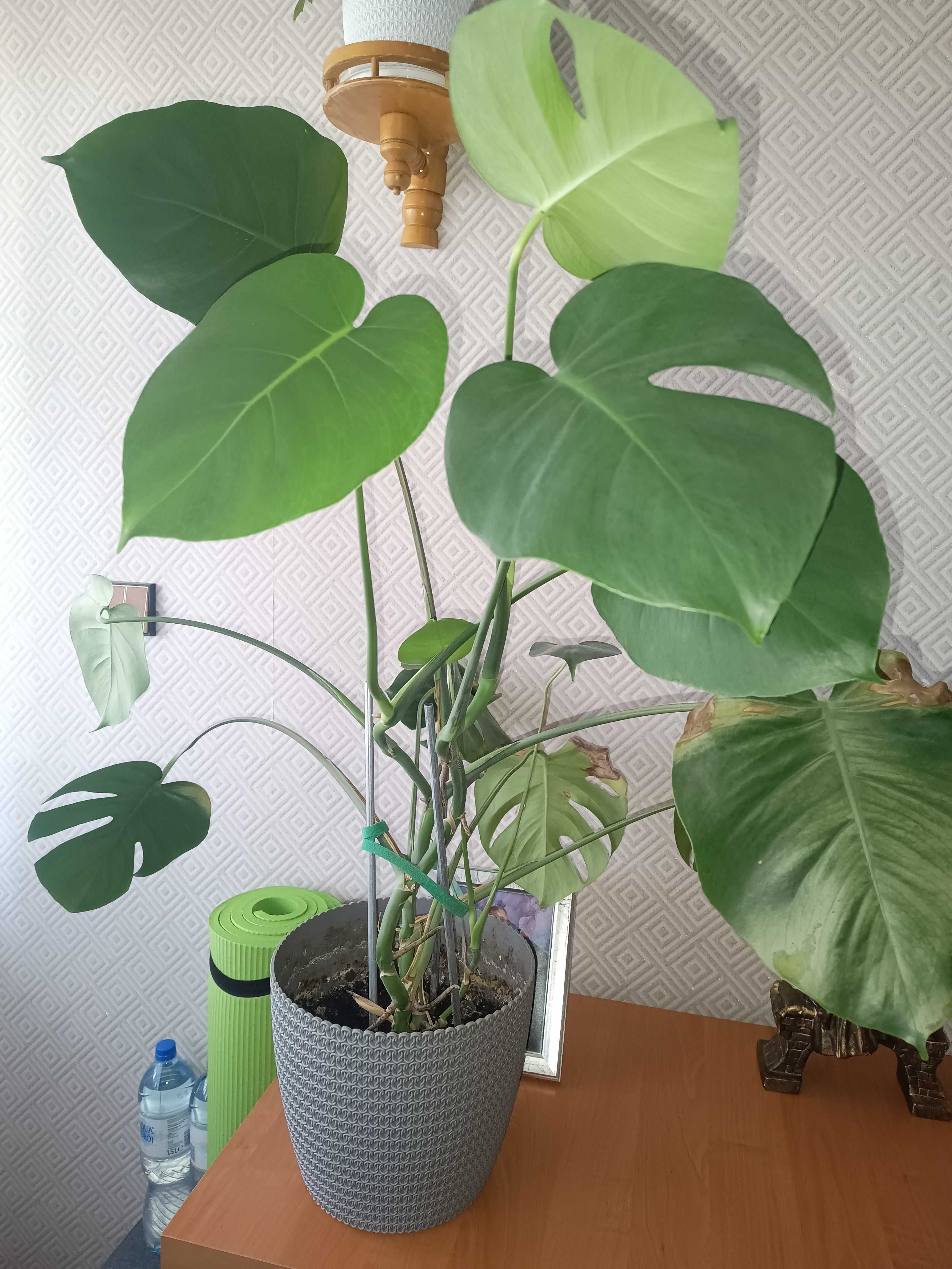 Monstera wysokość 78 cm plus kaktusy i sanserrweria