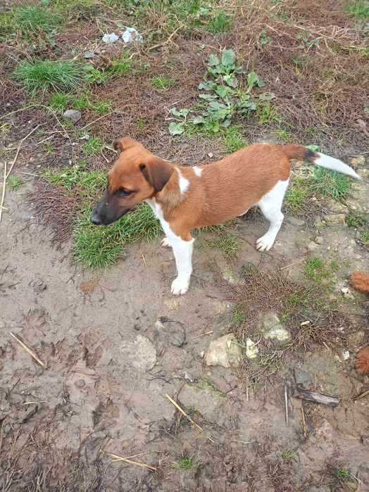 Foksterier gładkowłosy