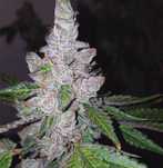 ‼️ 50 szt Tripple G ThC Nasiona Marihuany Konopie indyjskie outdoor