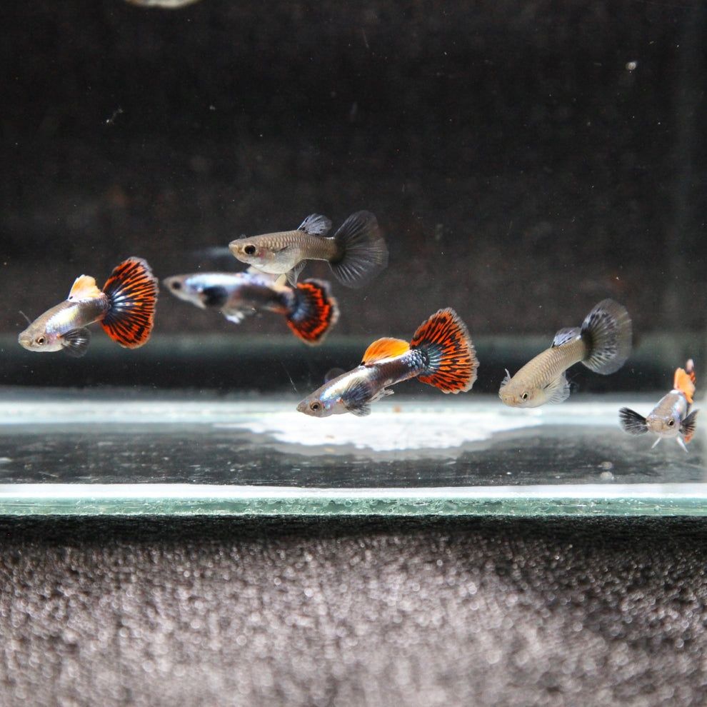 Guppys red mosaic