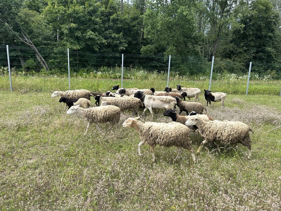 Ярочки ягниці вівці дорпер