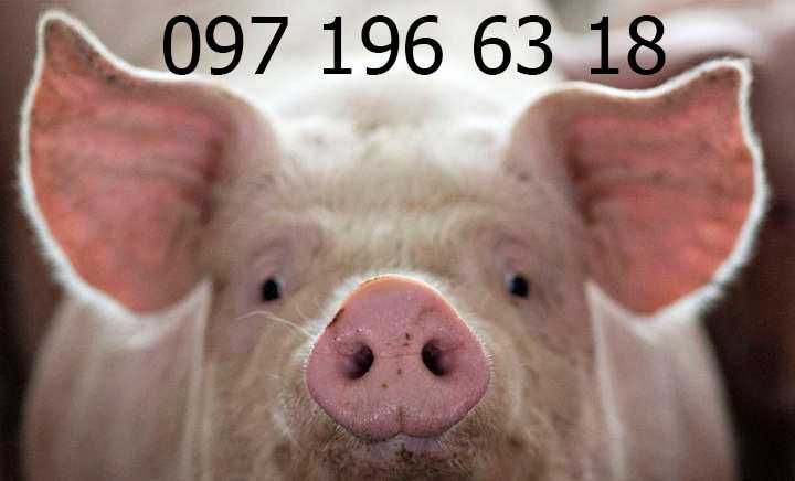 Продам свиню живою вагою