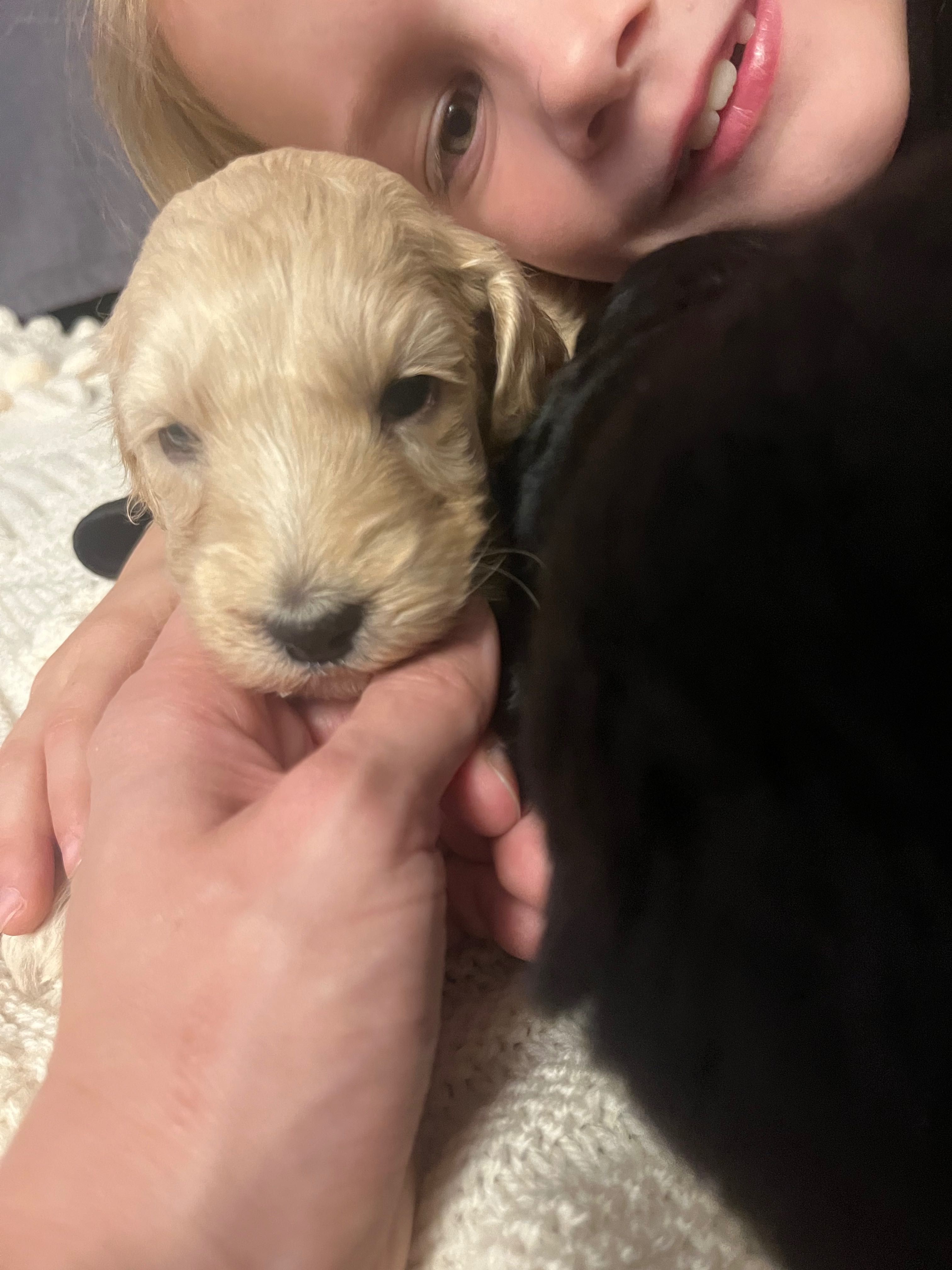 Labradoodle szczenięta