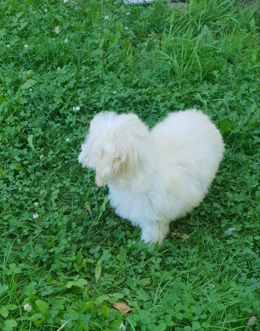Poochon/ bichpoo. Chłopczyk. Bichon Frise / pudel