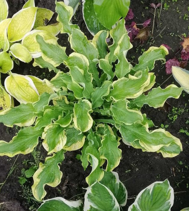 Хоста зі свого саду