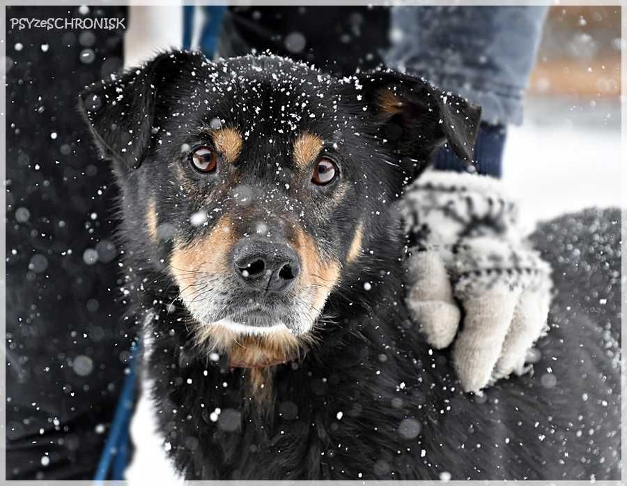 Gluś – swojego opiekuna pokocha całym psim sercem