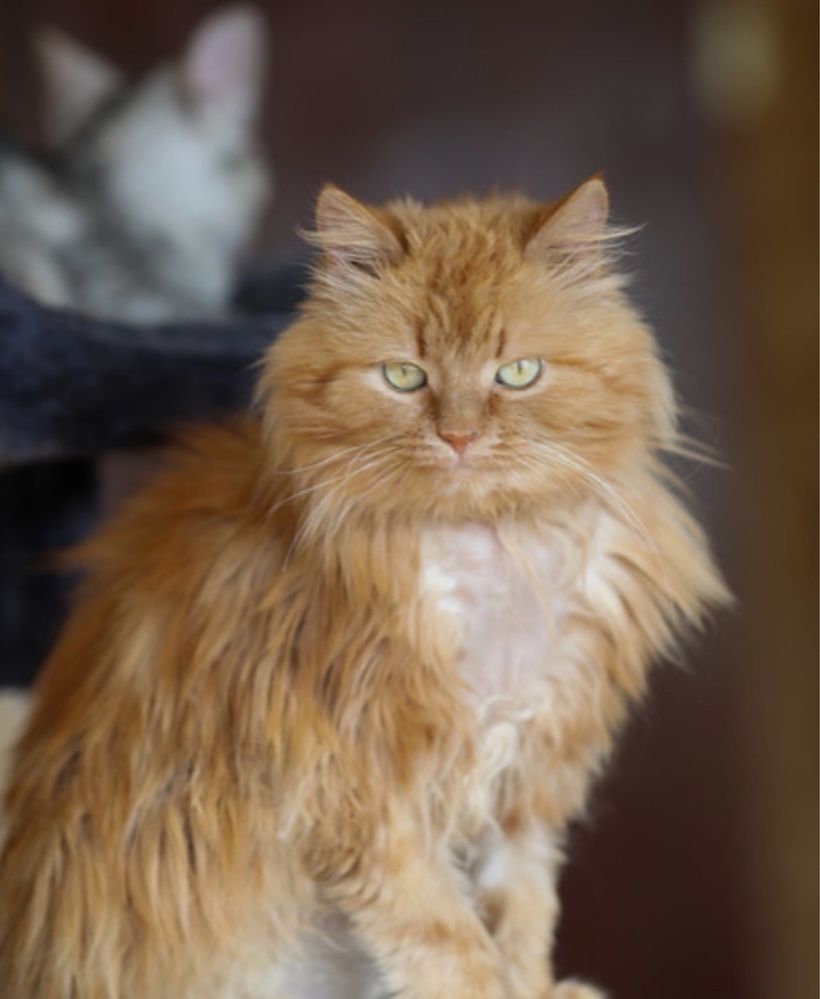 Липтон. Отличный котик 2 года, кот