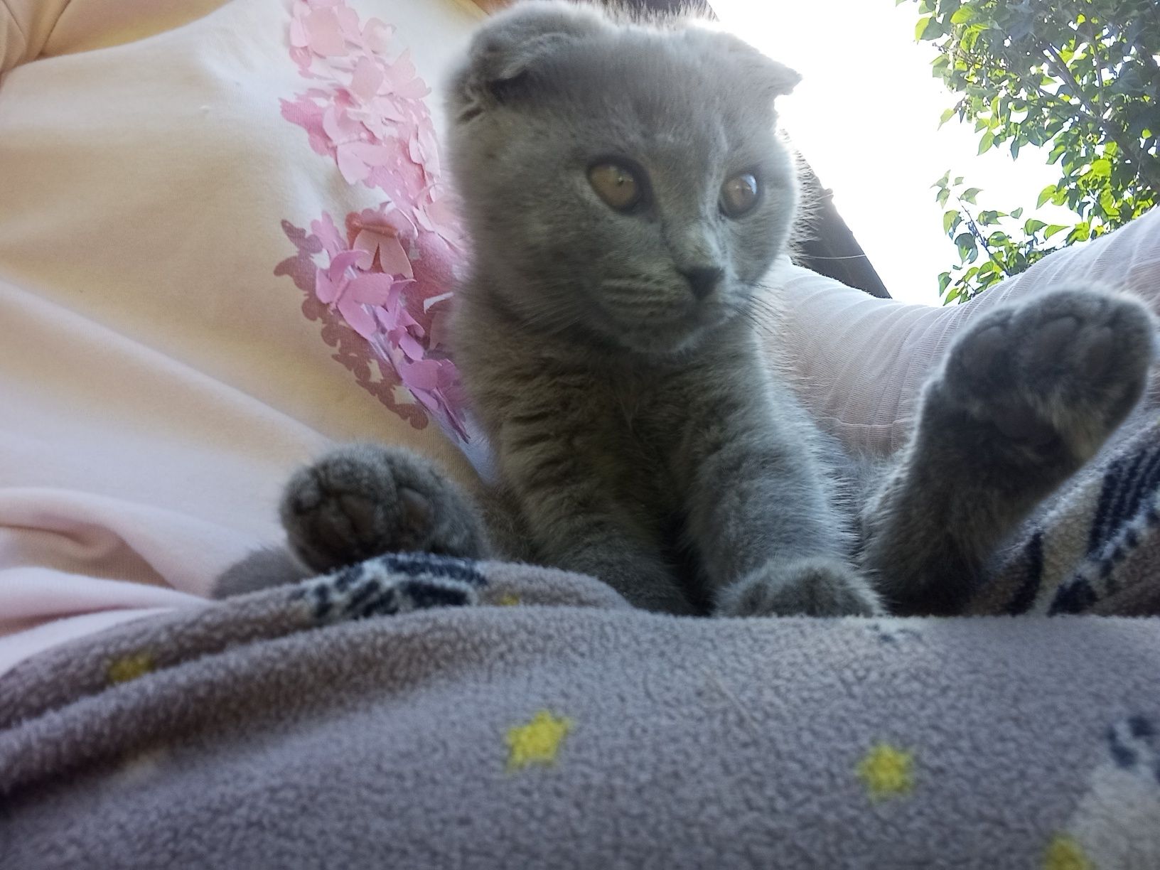 Продам виславуху кішку та британського котика