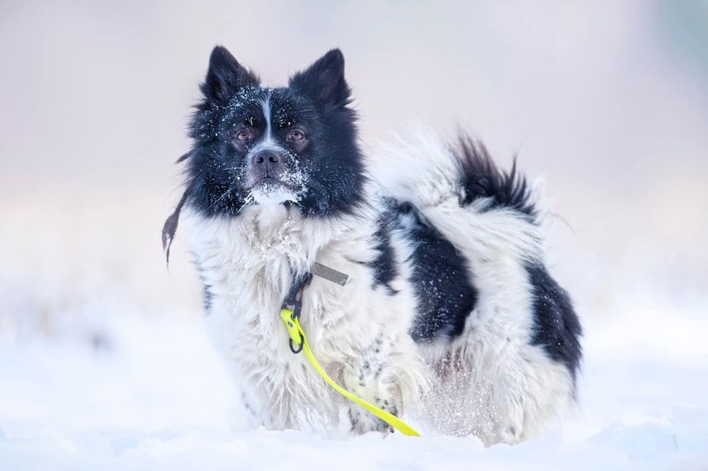 Szczepan, psiak w typie szpica do adopcji