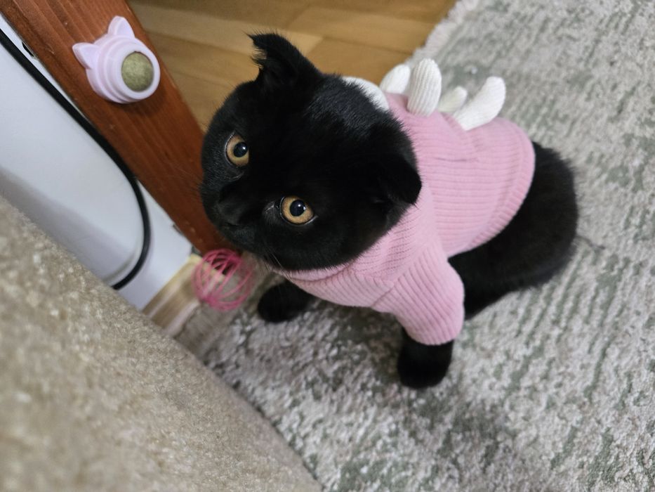 Кошеня шотландець висловушка короткошерстий хлопчик скотіш фолд