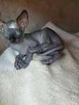 Gatinho   Sphynx
