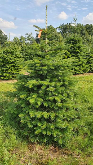 Jodła Kaukaska z plantacji cięta lub w donicy - tuchoinki.pl PLANTACJE