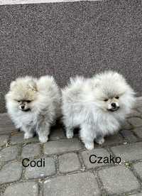 Szpic miniaturowy pomeranian z rodowodem