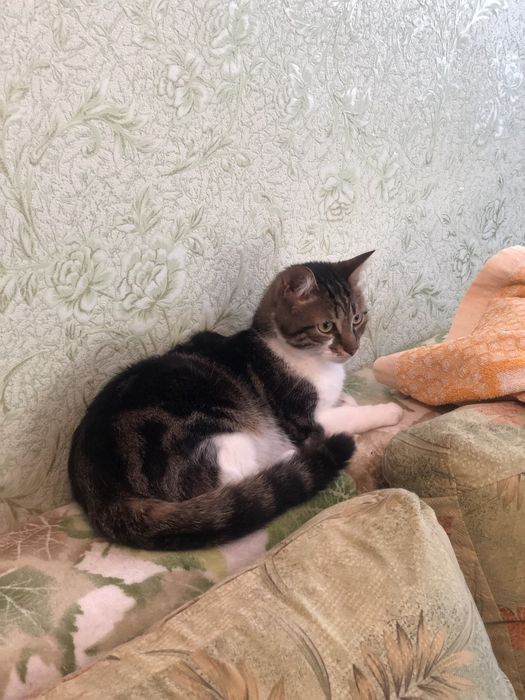 Котик Бусік 2 р. кастрований.