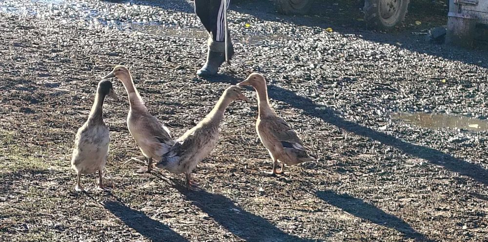 Kaczki biegusy 6 sztuk