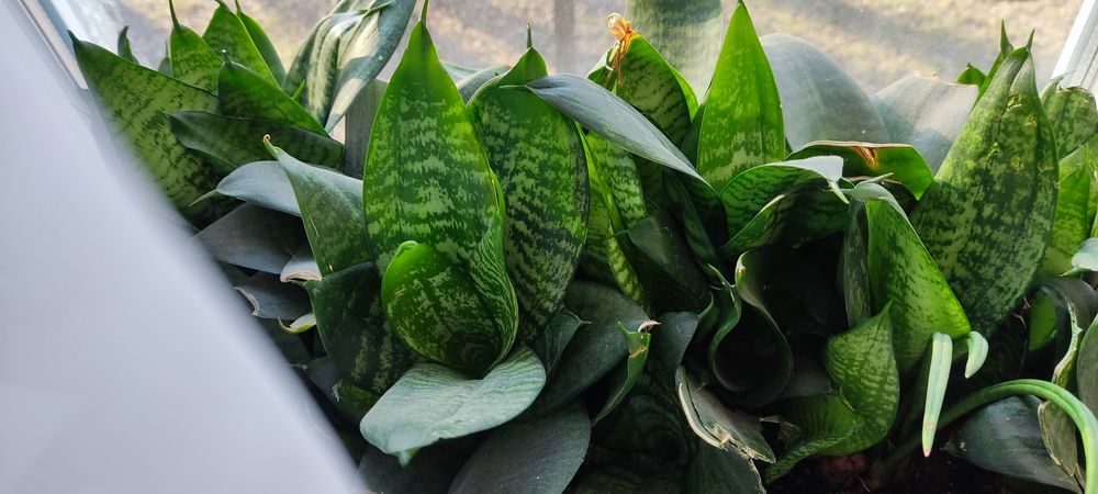 Цветы комнатные сансевьера