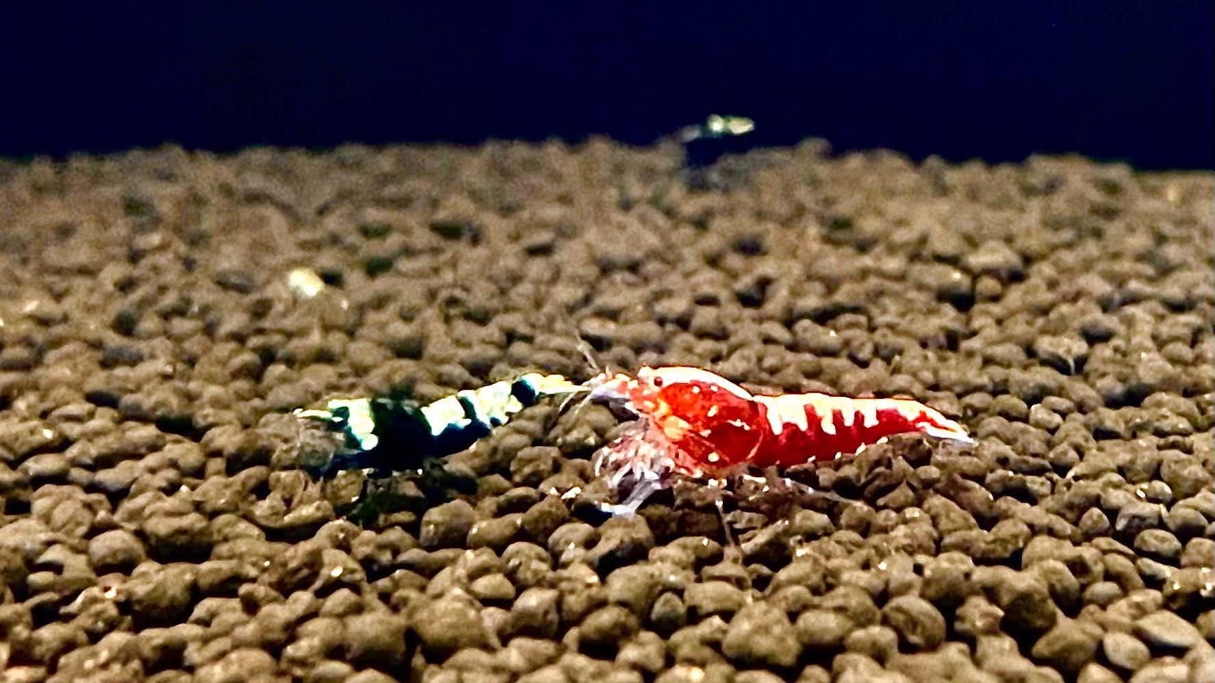 Krewetki Caridina Galaxy Mix ( Po BOA )