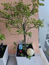 Planta Kumquat em vaso