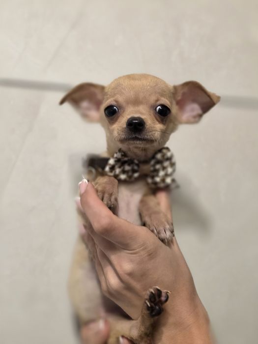 Chihuahua piesek szczeniak do odbioru metryka chip