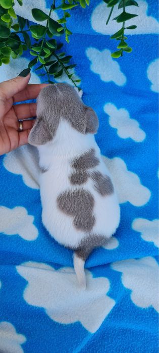 Excelente Lilac e Branco Chihuahua/Chiuaua de Qualidade