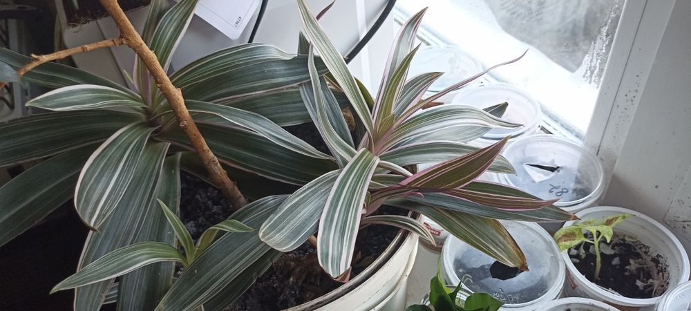 Кімнатні рослини