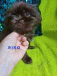 Gotowy do odbioru RIKO