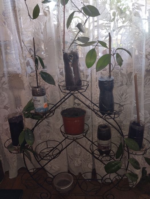 Продается растение хотя,цветет розовым и цветами