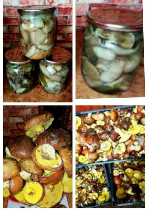 Грибы маслята рядовка зеленуха