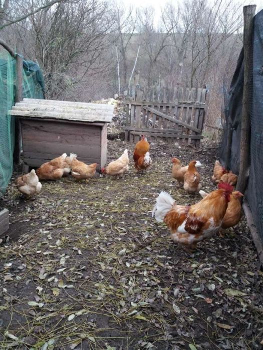 Міні м'ясна палева інкубаційне яйце