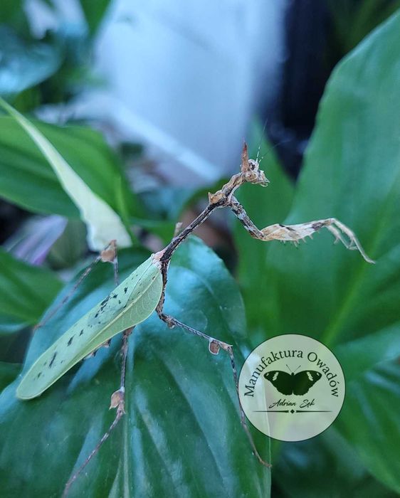 Modliszka Sibylla pretiosa L3/4