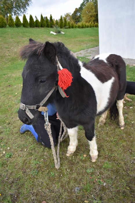 Sprzedam Konika Polskiego