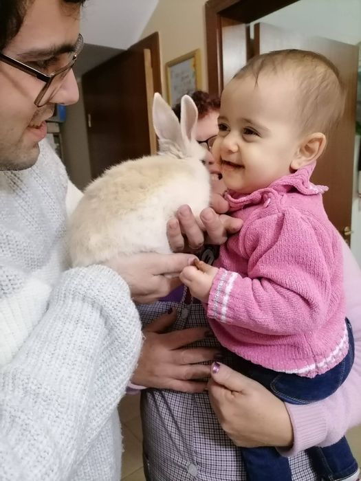 Entrega de coelhos anões Oliveira de frades