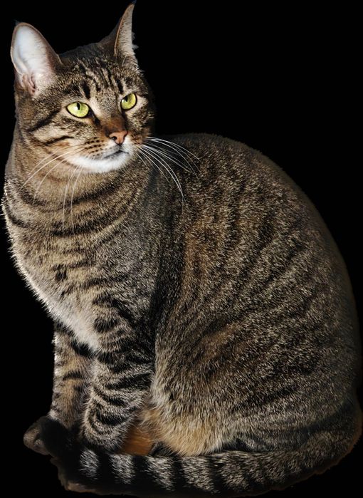 Зеленоока красуня Холлі! 1,5 року, стерилізована (кіт, кішка, кошеня)