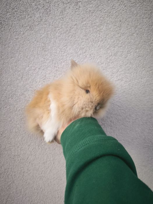 Króliczki rasy Karzełek Teddy mini króliki metryka